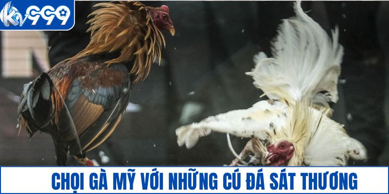 Chọi gà Mỹ với những cú đá sát thương
