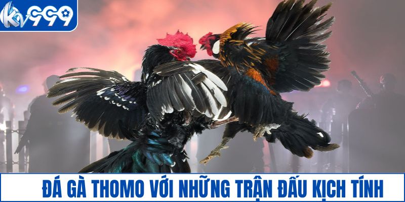 Đá gà Thomo với những trận đấu kịch tính