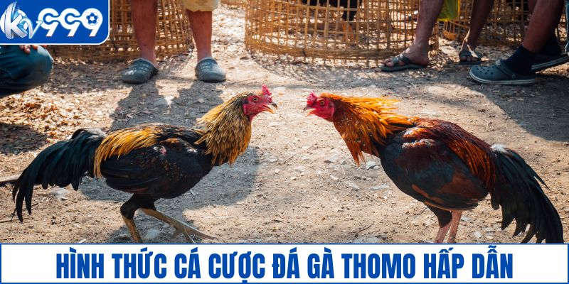 Hình thức cá cược đá gà Thomo hấp dẫn