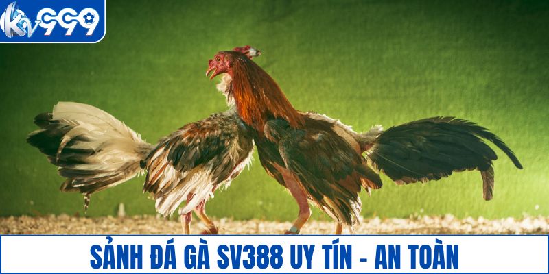 Sảnh đá gà SV388 uy tín - an toàn